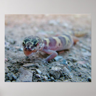 Banded Gecko Slickande Öga Poster