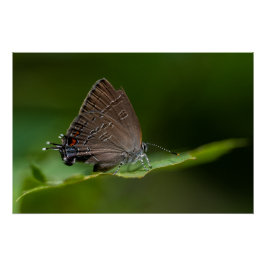 Banded Hairstreak Butterfly Perfect Poster