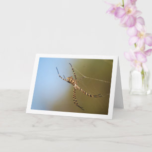 Banded Orbweaver Spindel Kort