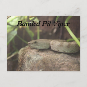 Banded Pit Viper Snake Vykort