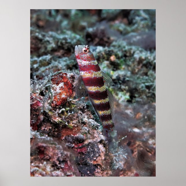 Banded Shrimp Goby Poster (Framsidan)