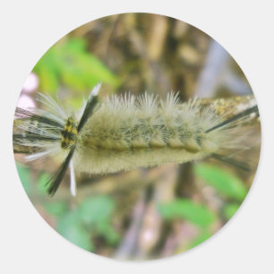 Banded Tussock Moth Caterpelare Runt Klistermärke