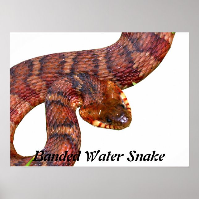 Banded Vatten Snake Poster (Framsidan)