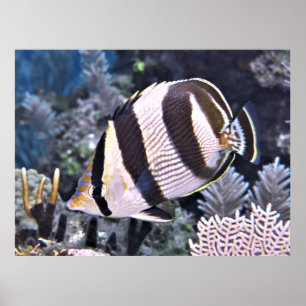 Bandflingfisk Poster