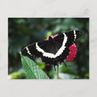 Bandflygets Lolipop-vykort