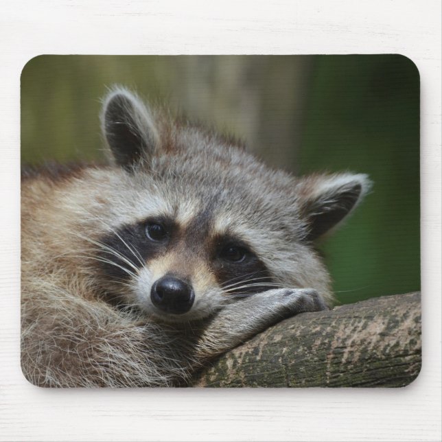 Bandit at Rest Cute Raccoon Musmatta (Framsidan)
