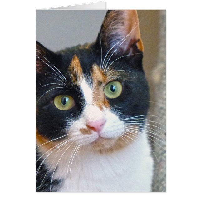 Bandit Hälsningskort (Framsidan)