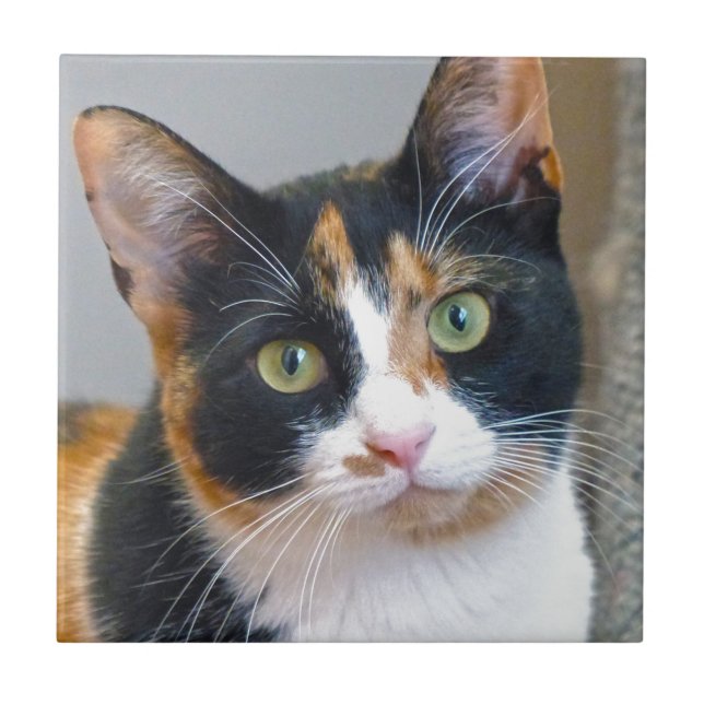 Bandit Kakelplatta (Framsidan)