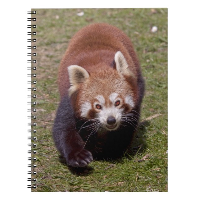 Bandit Notebook Anteckningsbok Med Spiral (Framsidan)