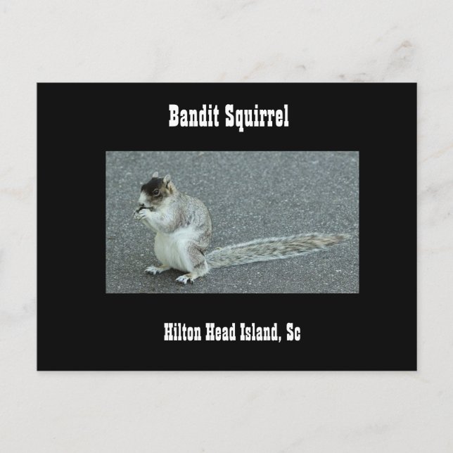 Bandit Squirrel Vykort (Framsida)