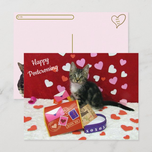 Bandit the Cat's Postcross Valentine's Postcard Vykort (Fram/baksida)