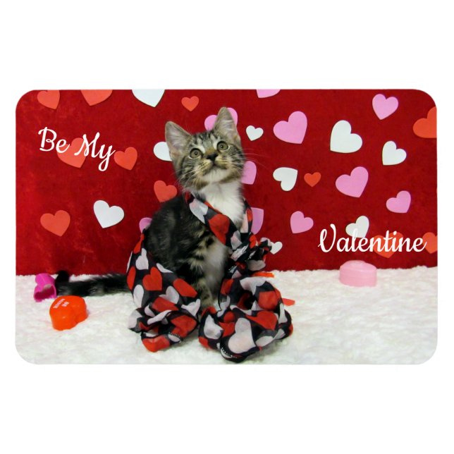 Bandit's Best Dsed Valentine's Cat / Kitten Magnet (Horisontell)