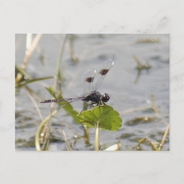 Bandkort för Pennant Dragonfly Vykort (Framsida)