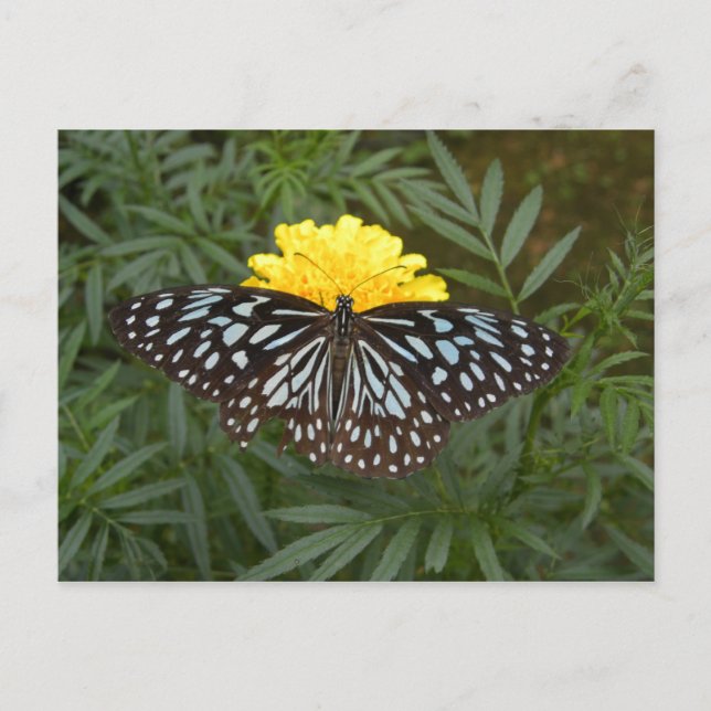 Bandkort Vykort (Framsida)