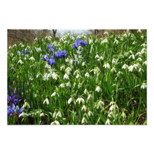 Bandsidan i Tidigt Vår blommor Fototryck