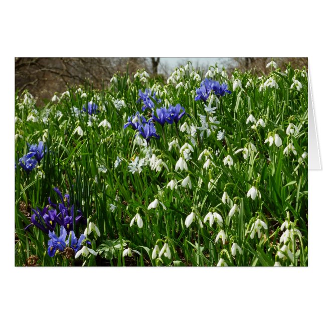 Bandsidan i Tidigt Vår blommor Hälsningskort (Framsidan Horizontal)