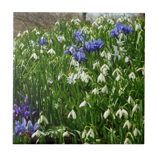 Bandsidan i Tidigt Vår blommor Kakelplatta (Framsidan)