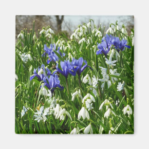 Bandsidan i Tidigt Vår blommor Magnet