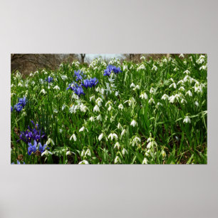 Bandsidan i Tidigt Vår blommor Poster