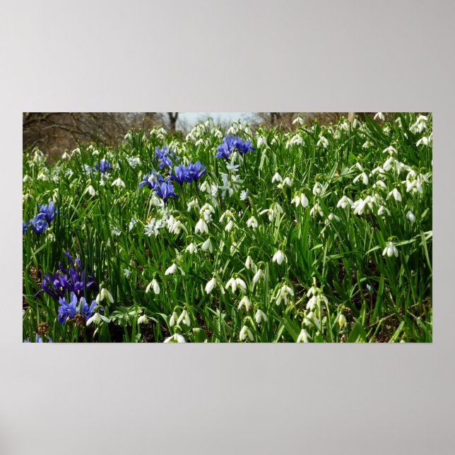Bandsidan i Tidigt Vår blommor Poster (Framsidan)