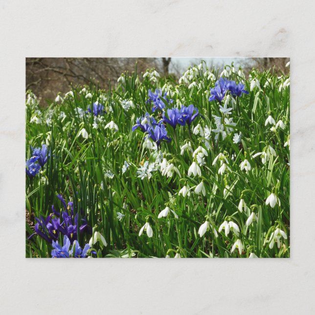 Bandsidan i Tidigt Vår blommor Vykort (Framsida)