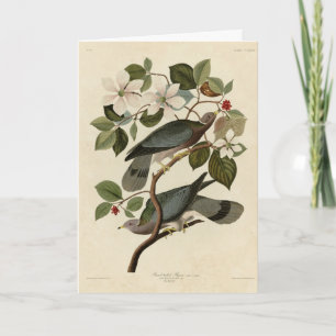 Bandstjärtad Pigeon - Audubon's Birds of America Kort