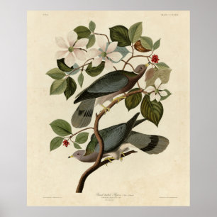Bandstjärtad Pigeon - Audubon's Birds of America Poster