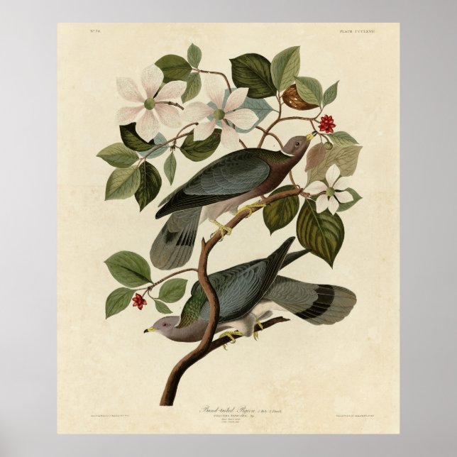 Bandstjärtad Pigeon - Audubon's Birds of America Poster (Framsidan)