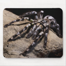 Bandtarantel Musmatta