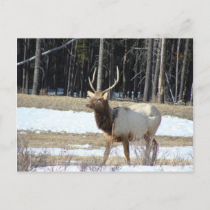 Banff Elk Vykort