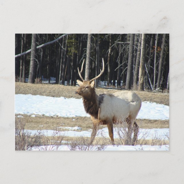 Banff Elk Vykort (Framsida)