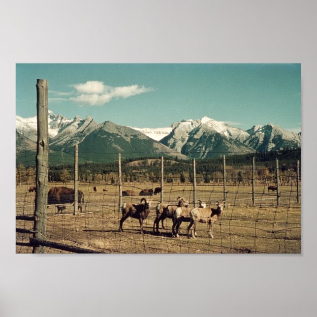 Banff Mountain Goats & Buffalo Alberta Poster (Framsidan)