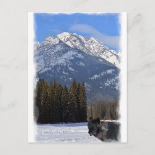 Banff Varg i vinter med Mt Cascade Vykort