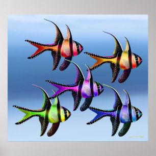 Banggai Kardinalfish Rainbow Poster