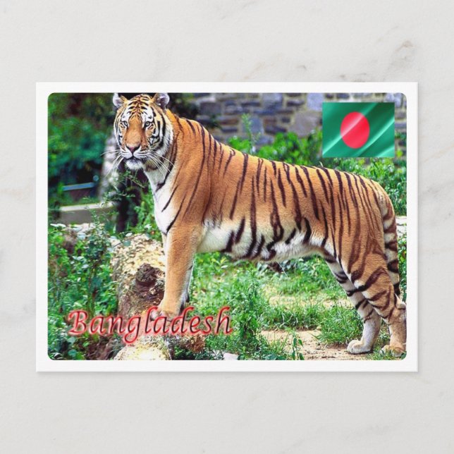 Bangladesh - Den kungliga Bengaliska Tigern - Vykort (Framsida)