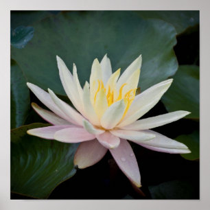 Bangladesh Vatten Lily Poster