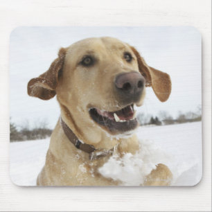 Banhoppning för Labrador retriever till och med Musmatta