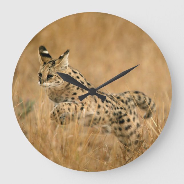 Banhoppning för Serval (Leptailurus Serval) Stor Klocka (Framsida)