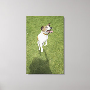 Banhoppningen för den jackrussell terrieren som canvastryck