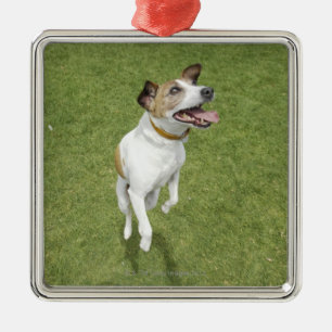 Banhoppningen för den jackrussell terrieren som julgransprydnad metall