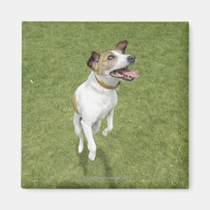 Banhoppningen för den jackrussell terrieren som magnet