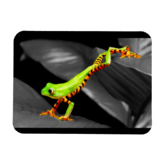 Banhoppningträdgroda Magnet