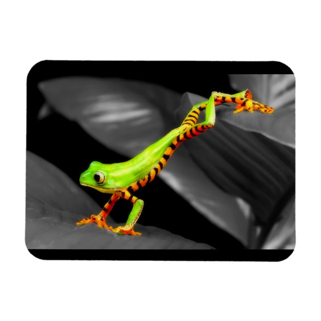 Banhoppningträdgroda Magnet (Horisontell)