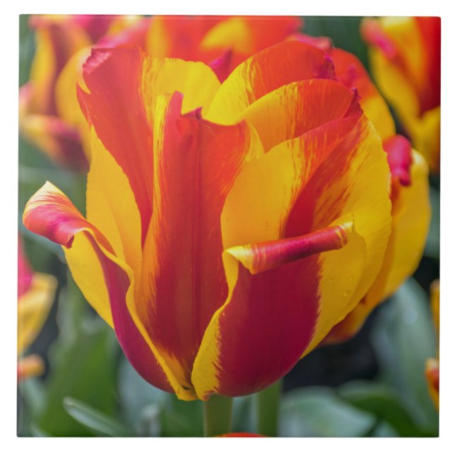 Banja Luka tulip keramisk panel Kakelplatta (Framsidan)