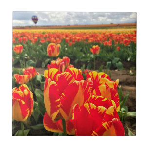 Banja Luka Tulips med Luftballong Kakelplatta