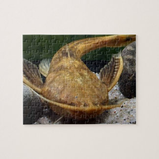 Banjo Catfish Jigszle Puzzle Pussel