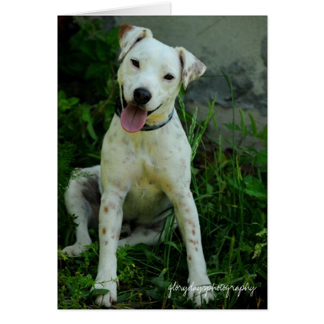 Banjo, maj 2009 hälsningskort (Framsidan)