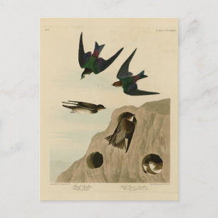Bank, Violet grönt Sväljer, Audubon Birds America Vykort