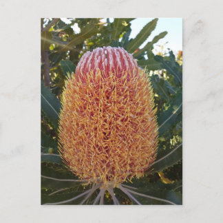 Banksia blomma vykort