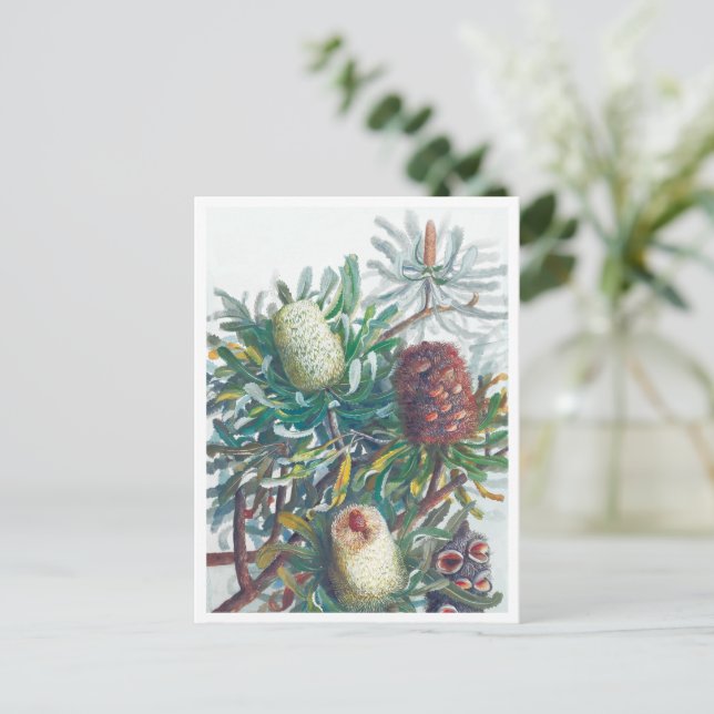 Banksia Flowers | Ellis Rowan 1782 Vykort (Stående Fram)